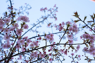 Close-up of beautiful pink cherry blossoms in full bloom against a soft blue sky. Symbol of springtime, renewal, and natural beauty. Ideal for seasonal, floral, and nature-themed concepts.