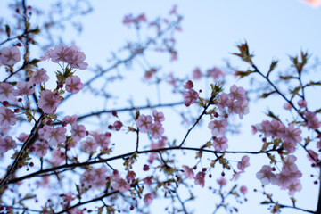 Close-up of beautiful pink cherry blossoms in full bloom against a soft blue sky. Symbol of springtime, renewal, and natural beauty. Ideal for seasonal, floral, and nature-themed concepts.