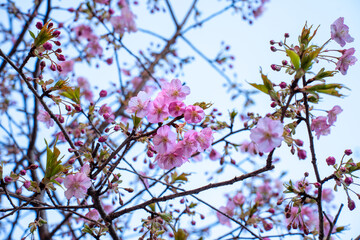 Close-up of beautiful pink cherry blossoms in full bloom against a soft blue sky. Symbol of springtime, renewal, and natural beauty. Ideal for seasonal, floral, and nature-themed concepts.