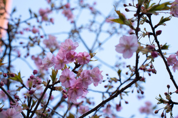 Close-up of beautiful pink cherry blossoms in full bloom against a soft blue sky. Symbol of springtime, renewal, and natural beauty. Ideal for seasonal, floral, and nature-themed concepts.