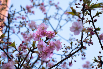 Close-up of beautiful pink cherry blossoms in full bloom against a soft blue sky. Symbol of springtime, renewal, and natural beauty. Ideal for seasonal, floral, and nature-themed concepts.