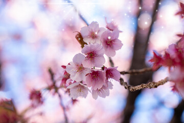 Close-up view of blooming pink plum blossoms against a bright sky during spring in Japan. The soft focus and upward angle highlight the beauty and delicacy of seasonal flowers in full bloom.
