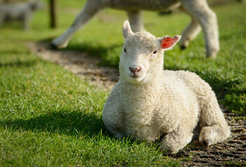 Naklejka premium Baby lamb on the green hills on a sunny day. Golden Bay, South Island.