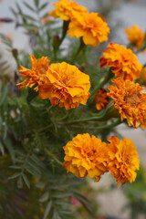 Orange french marigold flower blossom in garden, Orange french Mari Gold flowers for decorate garden, Close up of beautiful small marigold flower in garden. Marigold flowers bloom in nature