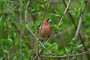 male Chaffinch, Fringilla coelebs, on bush branches, April 2025, South Moravia, Czech Republic