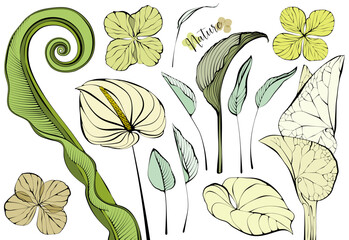 1555_Beautiful natural elements, flowers and leaves isolated on white background