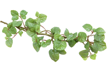 Green vine with leaves