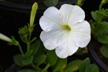 White petunias in the garden, Petunia, Close up of white Petunia flower in the garden, Petunia...