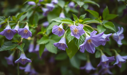 Close up of purple flowers with green leaves in a natural setting with blurred background outdoors
