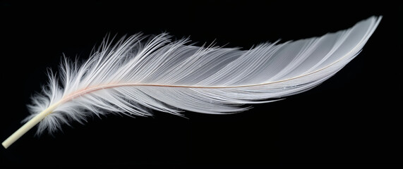Obraz premium Single white bird feather floating on black background