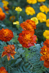 Red french marigold flower blossom in garden, red french Mari Gold flowers for decorate garden, Close up of beautiful small marigold flower in garden. Marigold flowers bloom in nature