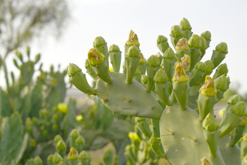 Eastern Prickly Pear Cactus (Opuntia humifusa) devil's-tongue or Indian fig, wild plant in nature closeup shot, prickly pear is a species of cactus that has long been a domesticated crop plant