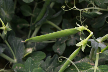 Green peas grow in the garden Beautiful close up of green fresh peas and pea pods. Healthy food, Bush of sweet pea with ripe pods cultivated on vegetable garden, green peas closeup in nature, Pakistan