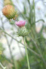A blooming Creeping Thistle plant, Creeping thistles flower at the meadow. wild flower bloom, thistle in seed, natural flower, creeping thistle flower closeup, Closeup of fluffy creeping thistles seed