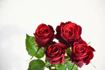 赤い薔薇