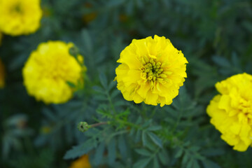 Yellow french marigold flower blossom in garden, Yellow french Mari Gold flowers for decorate garden, Close up of beautiful small marigold flower in garden. Marigold flowers bloom in nature
