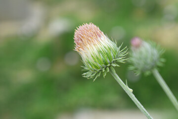 A blooming Creeping Thistle plant, Creeping thistles flower at the meadow. wild flower bloom, thistle in seed, natural flower, creeping thistle flower closeup, Closeup of fluffy creeping thistles seed