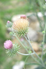 A blooming Creeping Thistle plant, Creeping thistles flower at the meadow. wild flower bloom, thistle in seed, natural flower, creeping thistle flower closeup, Closeup of fluffy creeping thistles seed