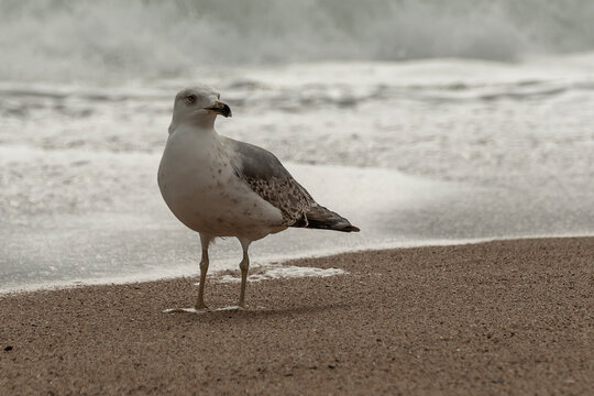 seagull on the beach