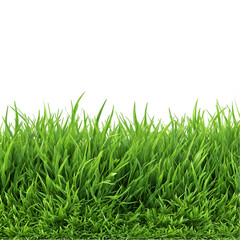 Fototapeta premium Lush Green Grass Vibrant Nature Scene Tranquil Serenity