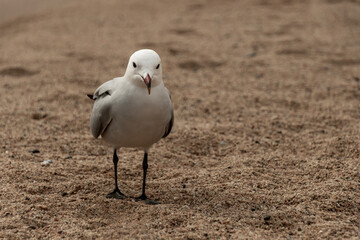 black headed gull