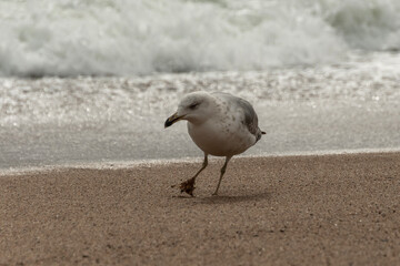 seagull on the beach