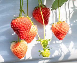 Close-up of fresh strawberries growing in a greenhouse, bathed in sunlight. The vibrant red fruits and green leaves create a natural, organic scene ideal for food, farming, and agricultural concepts.