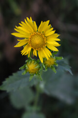 Golden Crownbeard (Also called Golden Crownbeard, Copen Daisy, golden crown beard) in the nature, Golden Crownbeard Flower closeup,Beautiful yellow flower closseup in nature Chakwal, Punjab, Pakistan