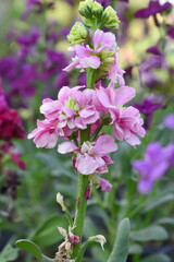Pink Hoary Stock, Pink Hoary Stock or Matthiola Incana is a member of the Brassicaceae family of flowering plants. It's also commonly known as Brompton Stock, Common Stock, Pink flower in garden