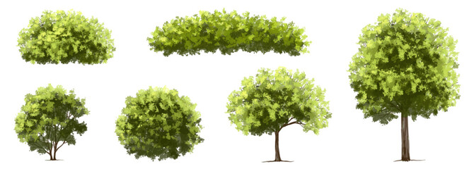 Fototapeta premium Vector watercolor green tree or forest side view isolated on white background for landscape and architecture drawing,elements for environment or and garden,Shrub for section