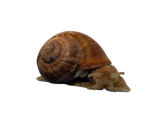 Garden snail with shell. The isolation is on a transparent background in the PNG format.
