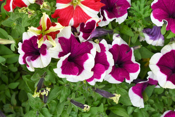 Naklejka premium White Maroon petunias in the garden, Petunia, Close up of White Maroon Petunia flower in the garden, Petunia flower and blurred background, Background of Maroon petunia flowers, spring flower Closeup.