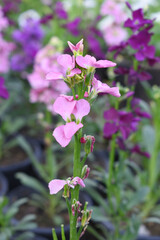 Pink Hoary Stock, Pink Hoary Stock or Matthiola Incana is a member of the Brassicaceae family of flowering plants. It's also commonly known as Brompton Stock, Common Stock, Pink flower in garden