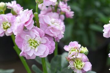 Pink Hoary Stock, Pink Hoary Stock or Matthiola Incana is a member of the Brassicaceae family of flowering plants. It's also commonly known as Brompton Stock, Common Stock, Pink flower in garden