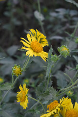 Golden Crownbeard (Also called Golden Crownbeard, Copen Daisy, golden crown beard) in the nature, Golden Crownbeard Flower closeup,Beautiful yellow flower closseup in nature Chakwal, Punjab, Pakistan