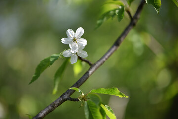 Wild cherry flower. Wild cherry branch. nature background. white flower with green leaves. blooming season. close-up twigs on a tree in spring. beauty of nature, blooming forest. macro photo