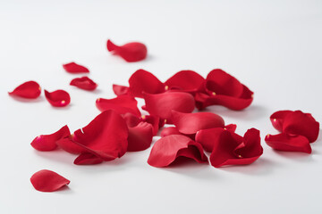 Fototapeta premium Red rose petals on white background