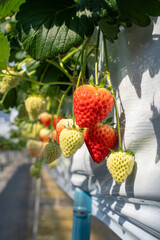 Close-up of fresh strawberries growing in a greenhouse, bathed in sunlight. The vibrant red fruits and green leaves create a natural, organic scene ideal for food, farming, and agricultural concepts.