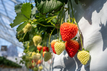 Close-up of fresh strawberries growing in a greenhouse, bathed in sunlight. The vibrant red fruits and green leaves create a natural, organic scene ideal for food, farming, and agricultural concepts.