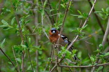 male Chaffinch, Fringilla coelebs, on bush branches, April 2025, South Moravia, Czech Republic
