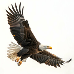 Fototapeta premium dynamic bald eagle swoop with detailed feather texture and spread claws on white background