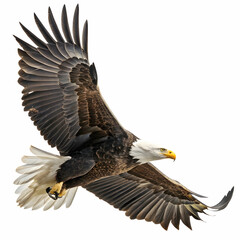 Obraz premium dynamic bald eagle swoop with detailed feather texture and spread claws on white background