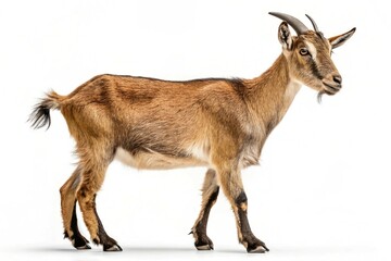 Fototapeta premium young goat isolated on white background