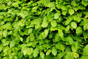 Fototapeta premium Close up view of a green leafy foliage