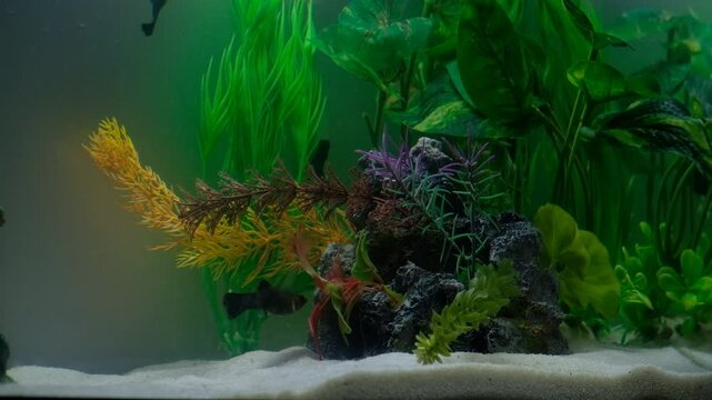 Peixes no aquario esverdeado