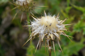 Pink milk thistle flower on green background, Field with Silybum marianum (Milk Thistle), Medical plants. Blessed milk thistle pink flowersin field. Silybum marianum herbal remedy plant. Banner.