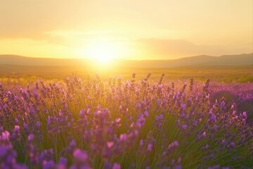 Obraz premium Lavender field at sunset with mountains in the distance for aromatherapy, meditation, and natural beauty product promotions.