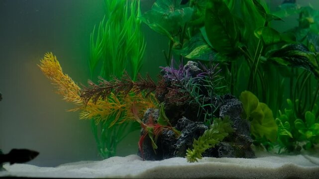 Peixe Moly a passear pelo aqu&aacute;rio