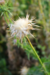 Pink milk thistle flower on green background, Field with Silybum marianum (Milk Thistle), Medical plants. Blessed milk thistle pink flowersin field. Silybum marianum herbal remedy plant. Banner.