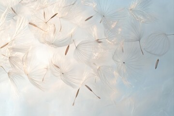 Floating dandelion seeds against a light sky for nature and spring concepts, botanical illustrations, and peaceful backgrounds.